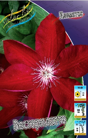 Изображение товара