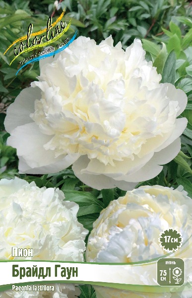 Изображение товара