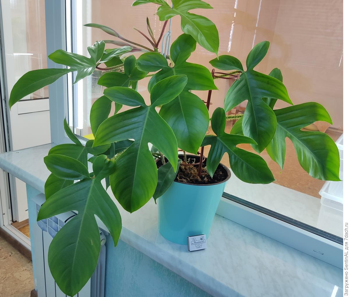 Изображение товара