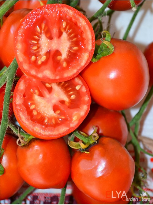 Изображение товара