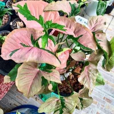 Изображение товара