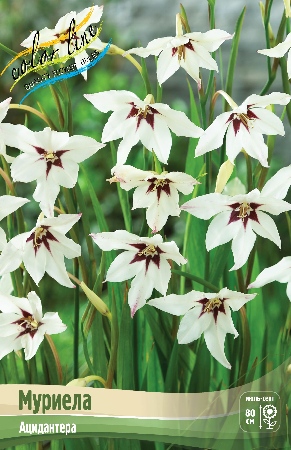 Изображение товара