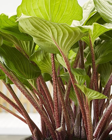 2679 Хоста Гусберри Сандаэ 1шт