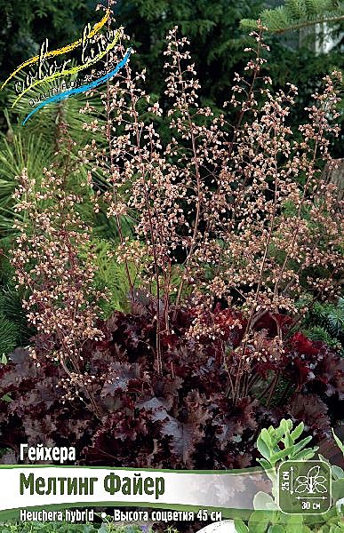 9470 Гейхера Мелтинг Файер 1шт