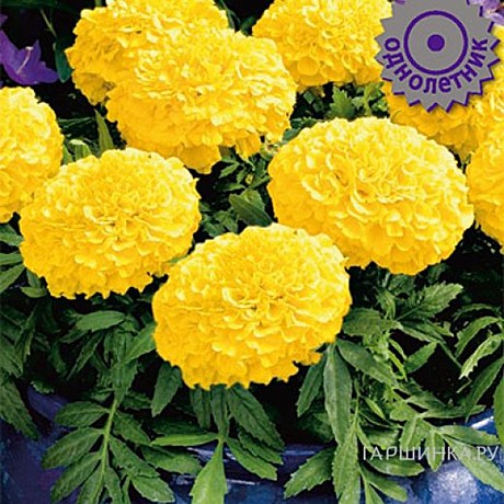 Ц Барх Антигуа Голд 5шт вес