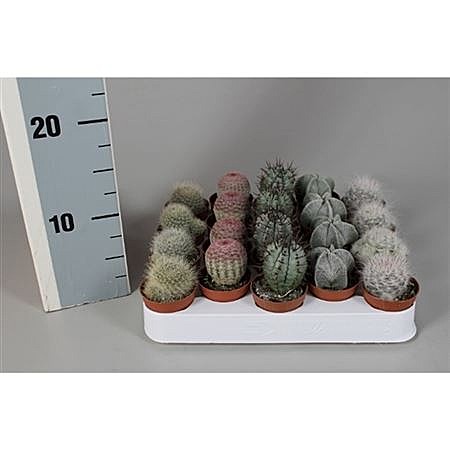 Кактус  Бол Микс 8,5