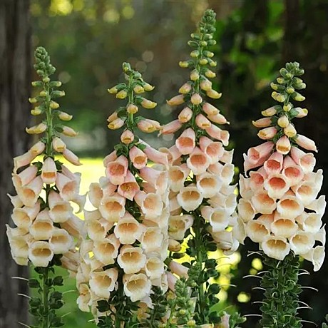 Ц Наперстянка пурпурная Далматин Пич 5шт вес