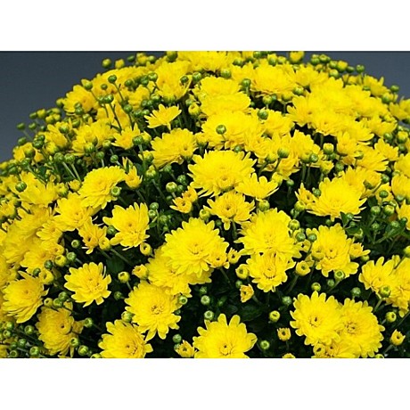 124 Хризантема мультифлора Field Yellow /укор черен/