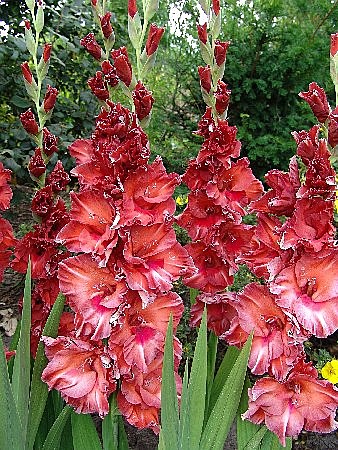 8142 Глад Смоленск 8шт/1шт