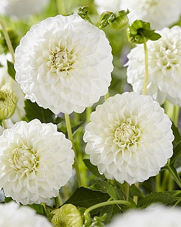 8517 Георгина Петраз Веддинг  1шт