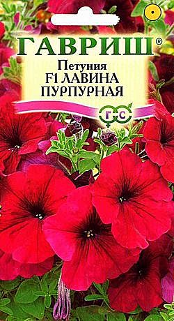 Ц П Лавина Пурпурная  Гавриш