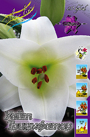 1179 Лилия Уайт Триумфатор Ло 5шт (1шт)