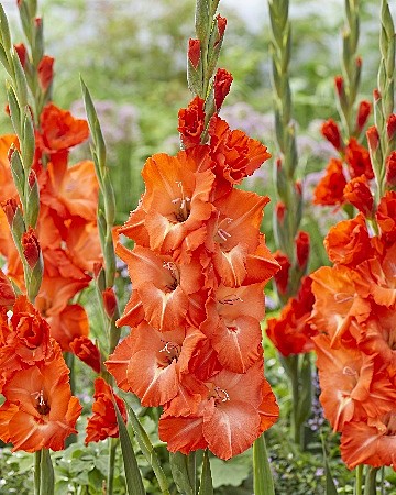 1838 Глад Сторми 8шт/1шт