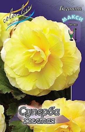 2175 Бегония Суперба желтая 3шт (1шт)