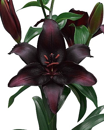 4539 Лилия Блэкстоун азиат 7шт/1шт