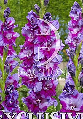 6277 Глад Печора 8шт/1шт