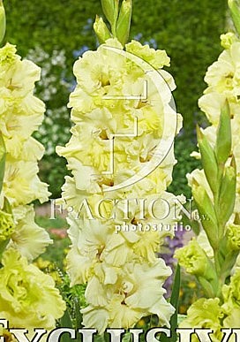 6345 Глад Кемерово 8шт/1шт