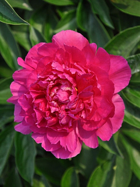 7668 Пион Ричи травянистый 1шт