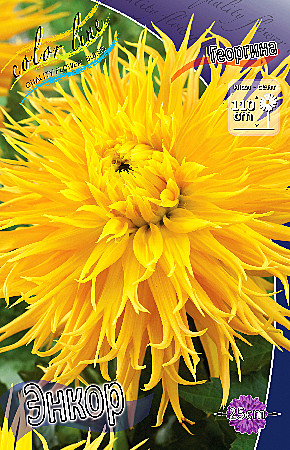 8225 Георгина Энкор 1шт