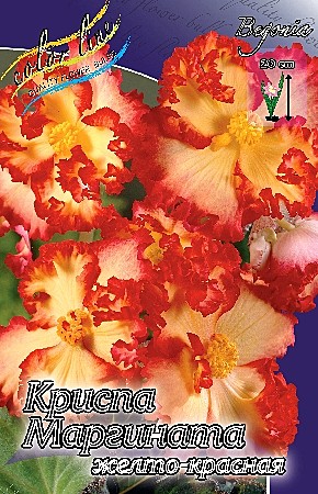 8971 Бегония Криспа Маргината Желто-Красная 3шт/1шт
