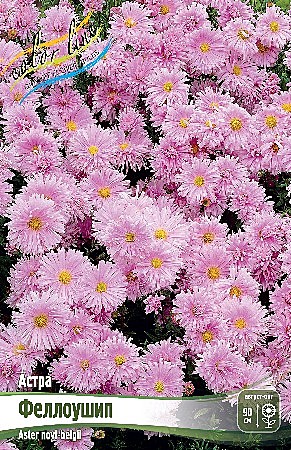 2421 Астра Феллоушип 1шт