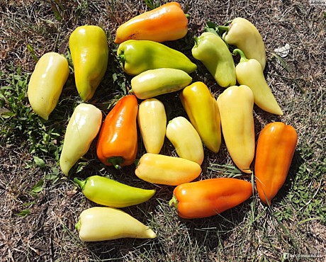 Рассада Перец Белозерка 1шт