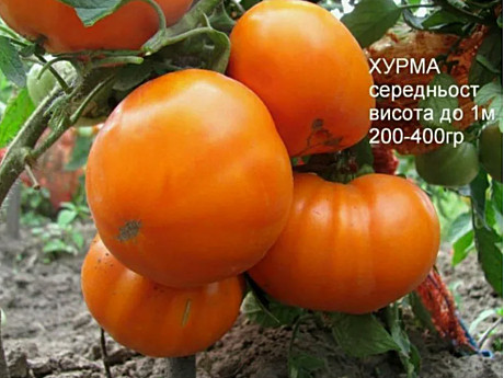 Рассада Томат Хурма 1шт