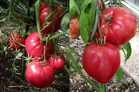 Рассада Томат Знаменитое Бычье сердце 1шт