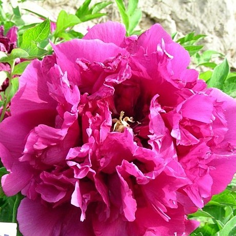 0310 Пион Нефритовая Бусина в пурпурной короне рока древовидный 1шт