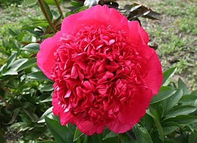 0389 Пион Комманд Перфоманс Травянистый 1шт