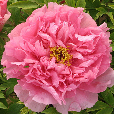 0828 Пион Серебристый Ручей древовидный 1шт