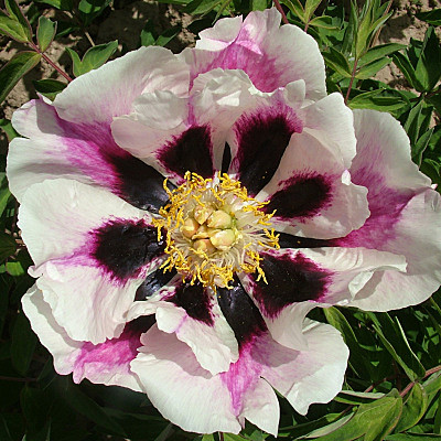 4478 Пион Врата Храма рока древовидный 1шт