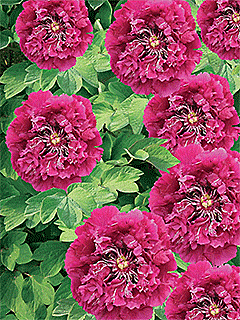 4492 Пион Пурпурный океан рока  1шт