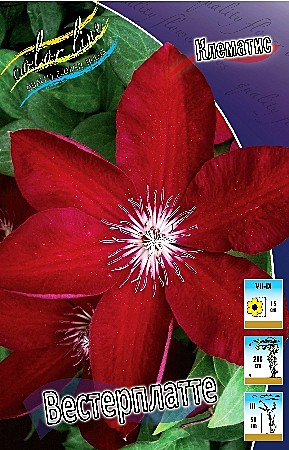 6372 Клематис Вестерплатте  2шт /1шт