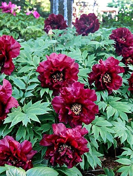 6472 Пион Черный Лоск древовидный 1шт