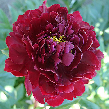 9099 Пион Черный жемчуг Травянистый 1шт