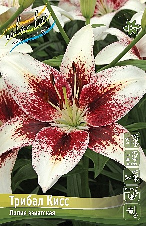 1813 Лилия Трибал Кисс аз 5шт (1шт)