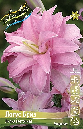 6635 Лилии Лотус Бриз 5шт/1шт