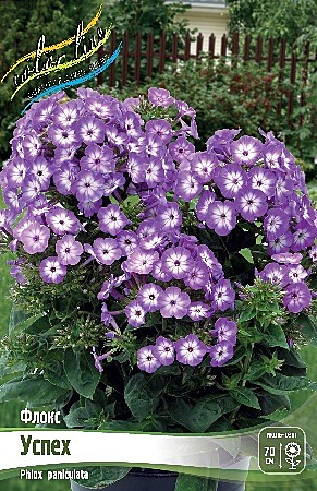 8742 Флокс Успех 2шт/1шт