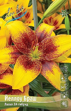 9372 Лилия Йеллоу Браш ЛА 5шт/1шт