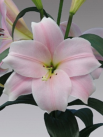 9750 Лилия Кали ЛО 7шт/1шт