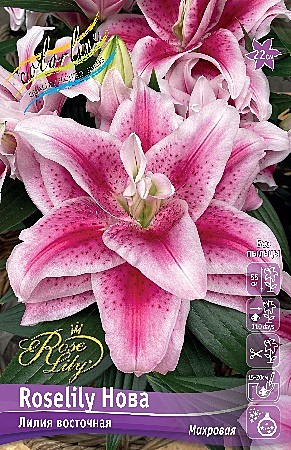 9972 Лилия Roselily Нова вост.махр. 5шт/1шт