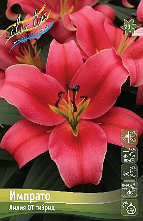 7464 Лилия Импрато от 5шт/1шт