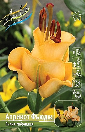 7501 Лилия Априкот Фьюдж ЛА 3шт/1шт