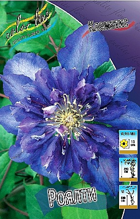 3167 Клематис Роялти махр 2шт /1шт/