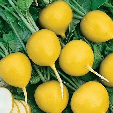 Р Злата Гавриш