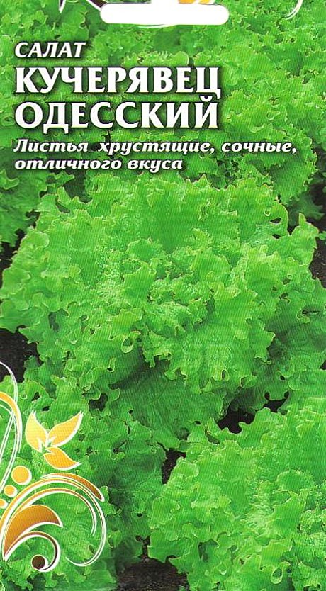 Ф С Одесский кучерявец Чиполлино