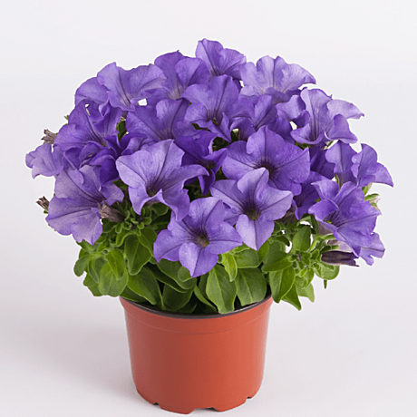 Т Ультраскороспелый оранжевый УД