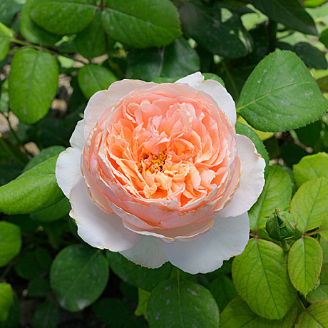 Роза Салманасар ч/г Садовита