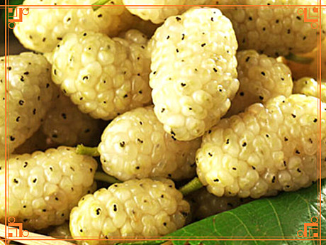 Шелковица (Тутовник) Белая Медовая в тубе